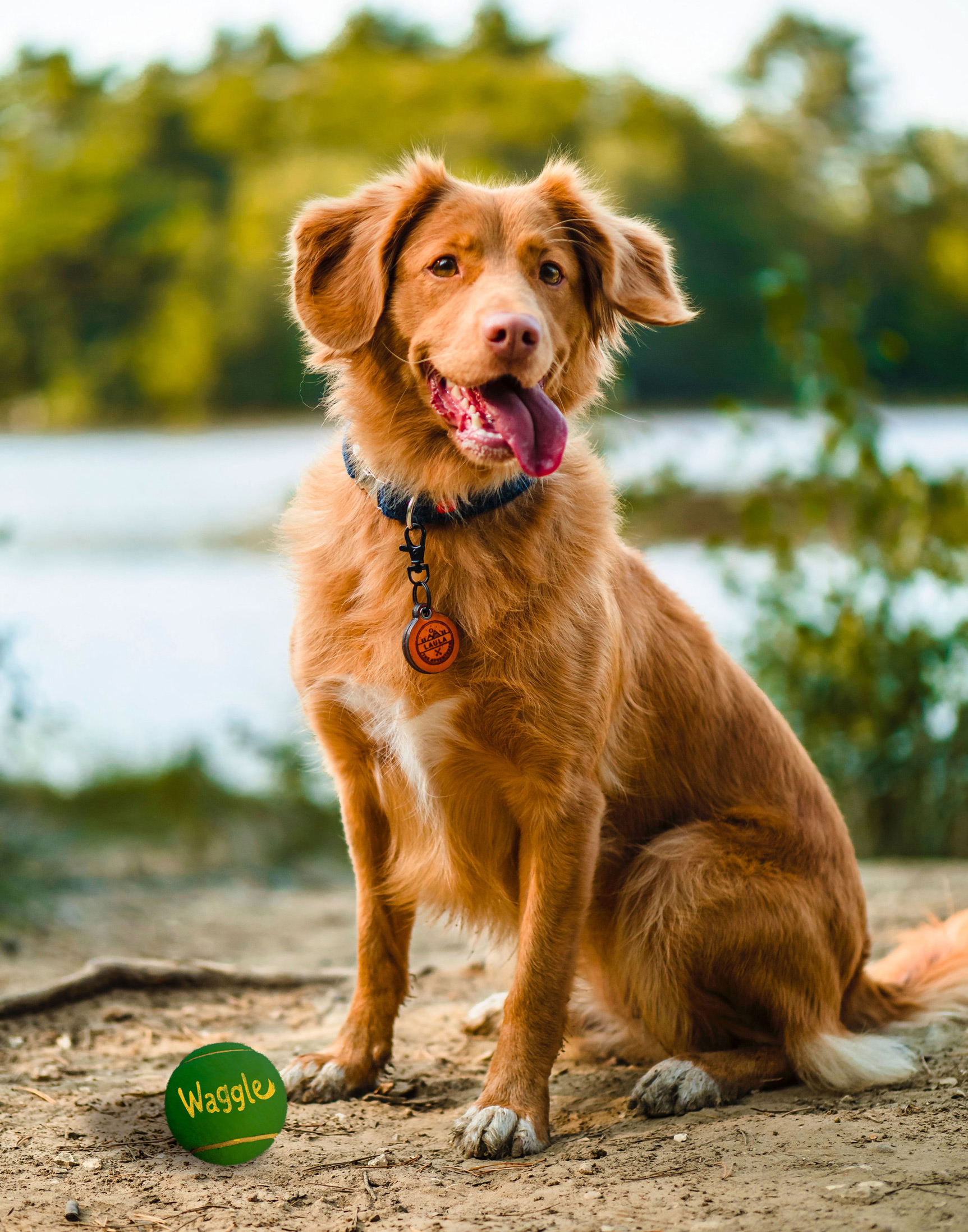 Waggle Logo Example 1