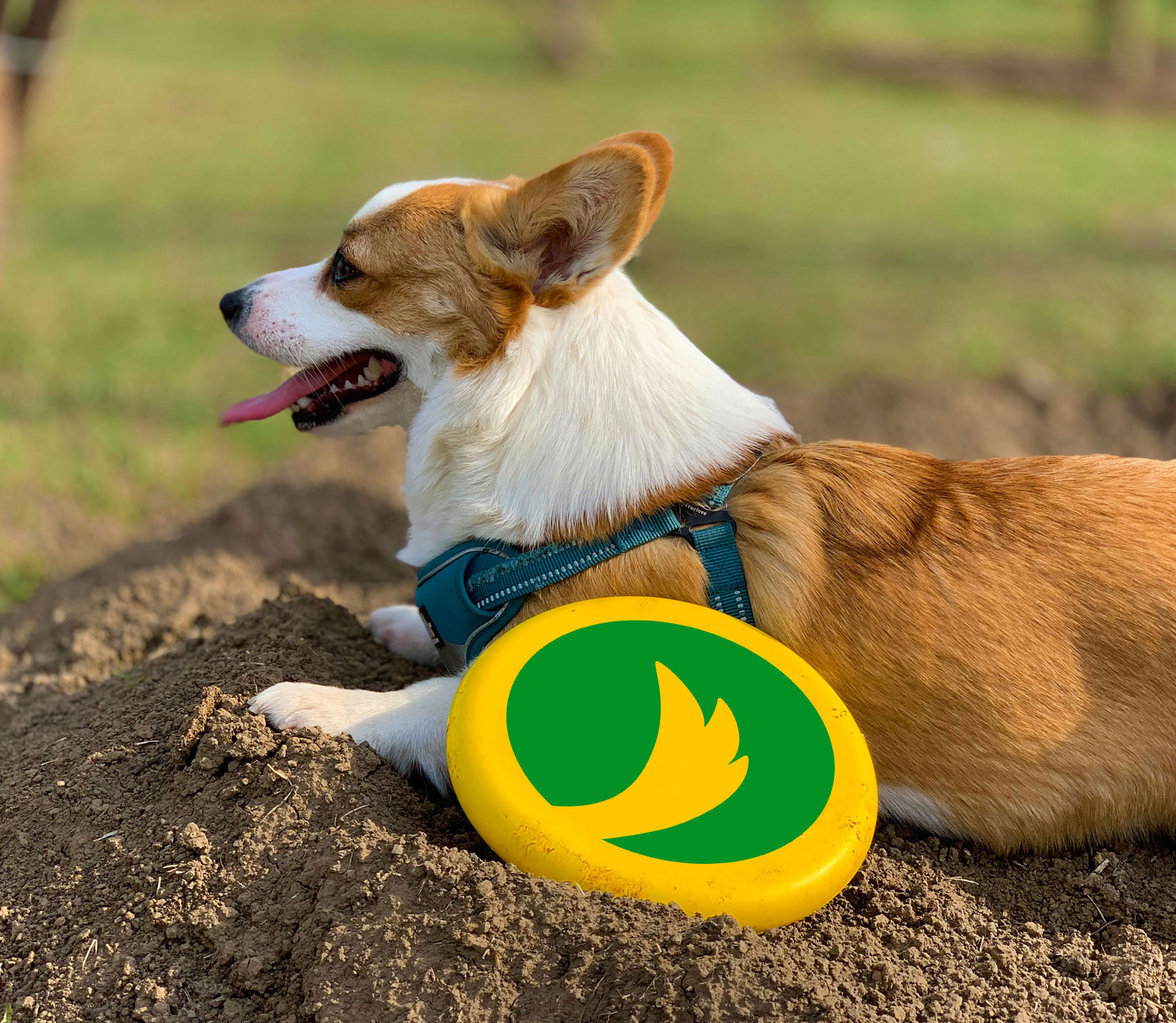 Waggle Logo Example 2